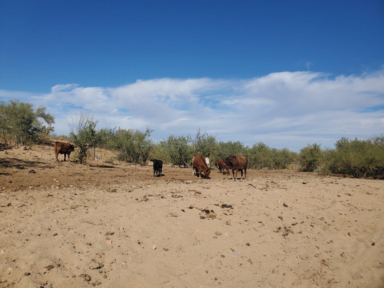 Enjoy this rural desert setting in Diamond Bell Ranch